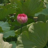 呵呵