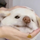维他香草巧克力