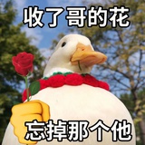 可爱猫猫头