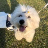 隔岸优太观火