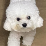 yan