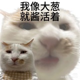 果蝠绒小姐在吗