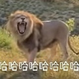 巍巍高山看云海