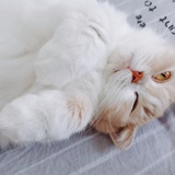 肉松是只小猪猫