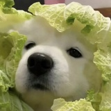 骗婚但纯爱