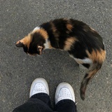 橘春