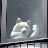 逐浪