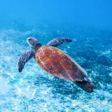热带海岸的龟