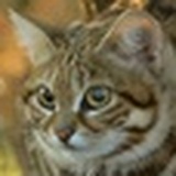 挥着大刀の猫球