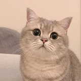 咿咿呀呀