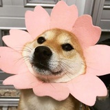 爆炒玛卡巴卡