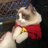 肉丸丸