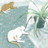 鸡腿菇