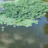 xioayai