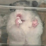 鼬手剁左手