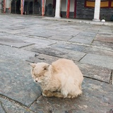 绿豆沙