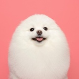 姥姥