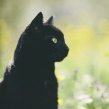 猜猜猜
