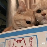 Miya