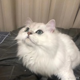 霄桉