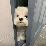 勇敢的兜兜