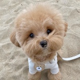 小狗勾