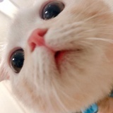 裤裤大了