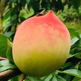 木木