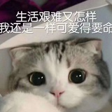 芭拉小海豚