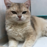 狗腿子