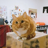 四季奶青