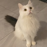 wattboyi