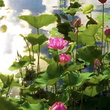 花🌸🌸