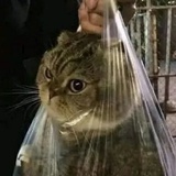 天上有鸟