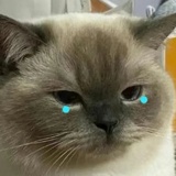 浅浅