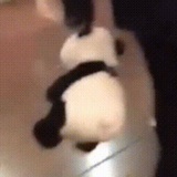 哇是猪诶