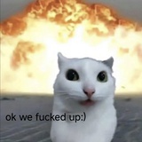 小猫吐司