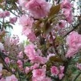 王芹梅