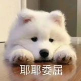 可叹落叶飘零