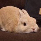 遥遥江上鹿
