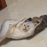 咸鱼茄子煲