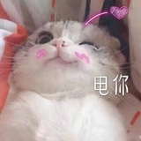 龙猫