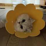 蛋蛋不是傻蛋