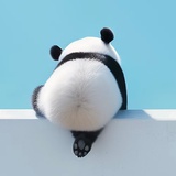 都挺好
