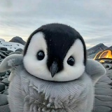 鹅子