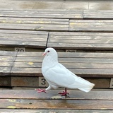 落枕小面包