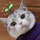 宝非宝