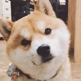 香蕉