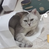 奶茶不是茶
