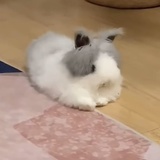 拖鞋头子